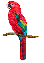 red-parrot.gif
